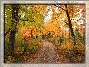 Jesień, Kolorowe, Liście, Droga, Las, Drzewa, Krzewy