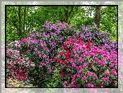Kolorowe, Różaneczniki, Krzewy, Rododendrony