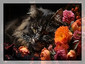 Kot, Kolorowe, Kwiaty, Czarny, Grafika