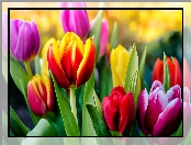 Kwiaty, Kolorowe, Tulipany