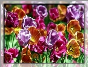 Kwiaty, Kolorowe, Tulipany