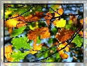 Kolorowe, Jesień, Liście, Dębu