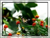 Motyl, Kolorowe, Kwiatki