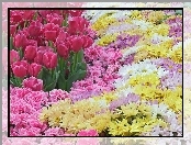 Ogród, Kolorowe, Kwiatki