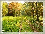 Park, Kolorowe, Liście, Dróżka, Drzewa, Trawa, Jesień
