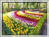 Park, Kolorowe, Tulipany