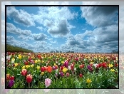 Pole, Kolorowe, Tulipany