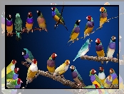 Ptaszki, Kolorowe, Amadyńce