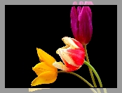 Trzy, Kolorowe, Tulipany