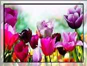 Kolorowe, Tulipany