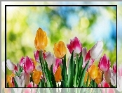 Kolorowe, Tulipany