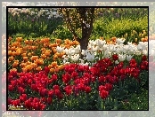 Kolorowe, Tulipany