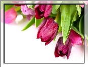 Kolorowe, Tulipany