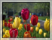 Kolorowe, Tulipany