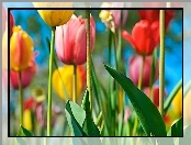 Kolorowe, Tulipany