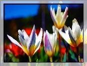 Kolorowe, Tulipany