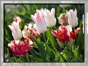 Kolorowe, Tulipany