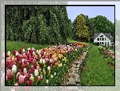 Kolorowe, Dom, Tulipany, Ogród