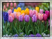 Tulipany, Listki, Kwiaty, Kolorowe