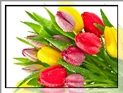 Kolorowe, Rosy, Tulipany, Krople