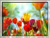 Kolorowe, Słońca, Tulipany, Promienie