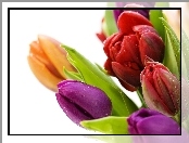 Kolorowe, Wody, Tulipany, Krople