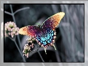 Kolorowy, Motyl