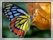 Kolorowy, Jesień, Motyl, Liść