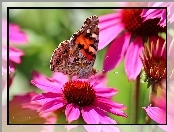 Kolorowy, Jeżówka, Motyl, Kwiaty