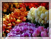 Bukiety, Kolorowych, Tulipanów