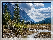 Góry Skaliste, Kolumbia Brytyjska, Kanada, Drzewa, Świerki, Strumyk, Park Narodowy Yoho