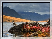 Jesień, Góry Kołymskie, Jezioro Jack London, Rosja, Pies, Kołyma
