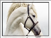 Biały, Koń, Uzda