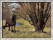 Czarny, Koń, Drzewa