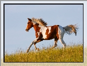 Koń, Niebo, Galop, Łąka