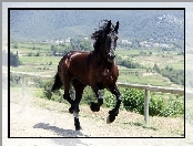 Koń, Galop