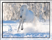 Koń, Śnieg, Zima, Las, Biały