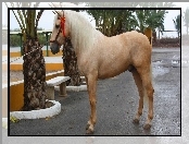 Koń, Palomino