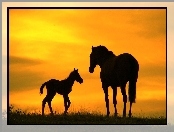 Koń, Słońca, Źrebak, Zachód