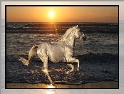 Koń, Słońca, Woda, Zachód