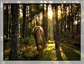 Koń, Las, Wschód Słońca