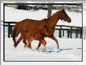 Koń, padok, źrebię, śnieg