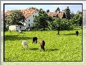 Konie, Drzewa, Łąka, Domy