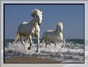 Konie, Kłus, Fale, Plaża