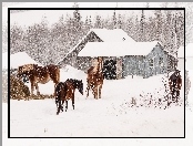 Konie, Śnieg, Farma, Padający