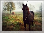 Konie, Mgła, Pastwisko, Poranek