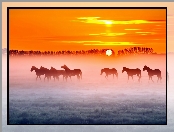 Pastwisko, Konie, Stado, Mgła, Łąka, Wschód Słońca