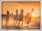 Konie, Woda, Promienie słońca