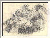 Konie, Szkic