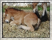 Młody, Konik, Siano